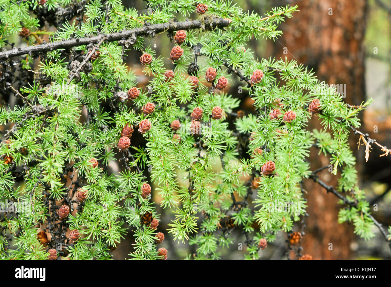 Branch larch. This is the most common tree in Russia Stock Photo Alamy