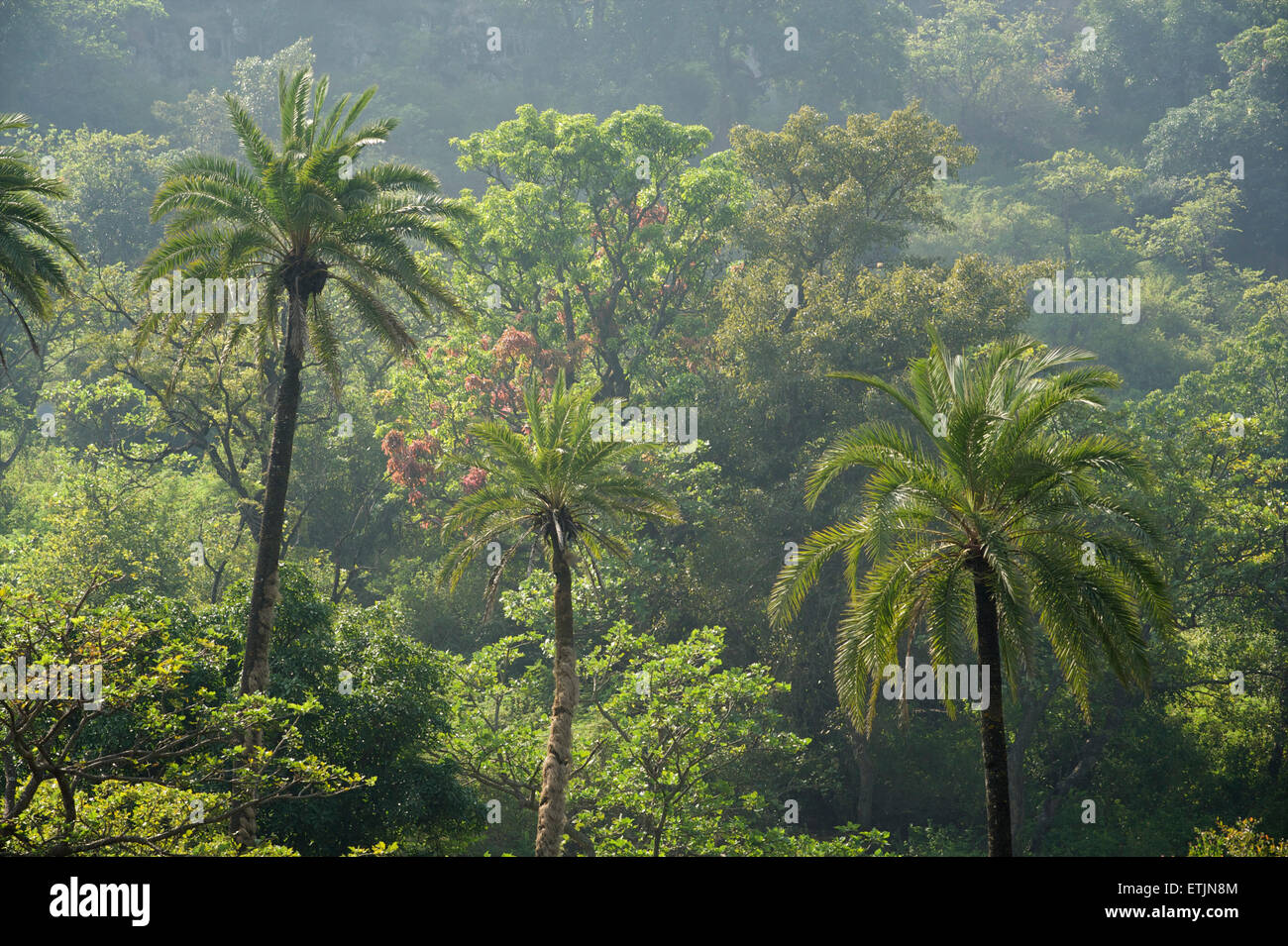Palm trees and vegetation, Mount Abu, Rajasthan, India Stock Photo