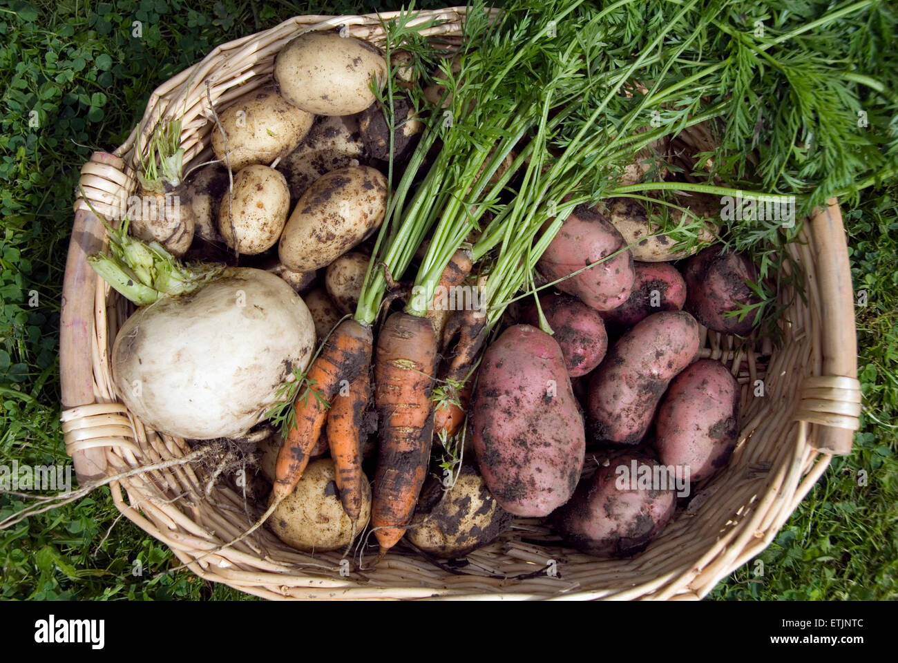 Muddy home grown red and white potatoes, turnip and carrots in a wicker basket. Garden harvest, UK Stock Photo