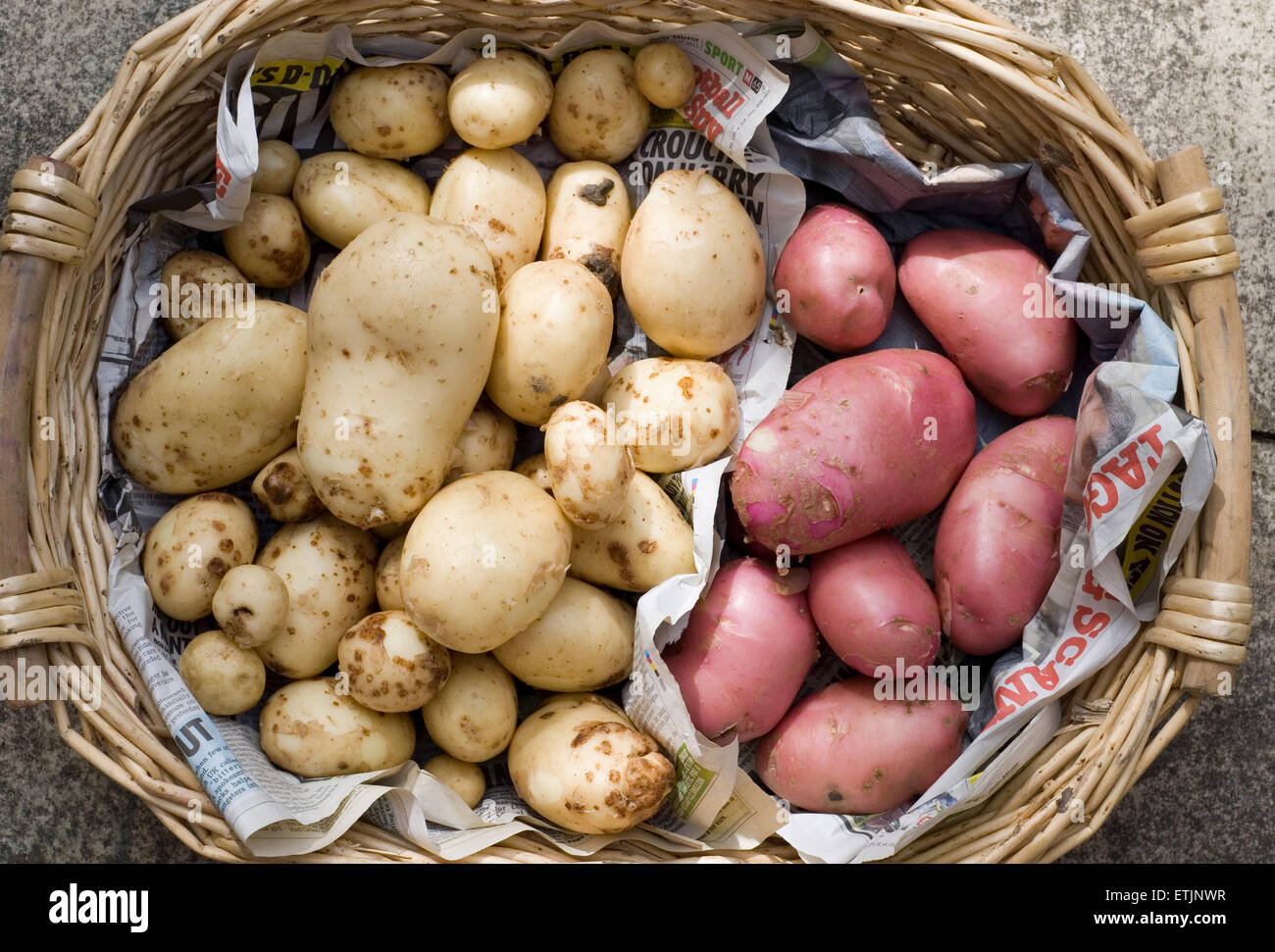 Fresh home grown red and white potatoes, washed and presented in a wicker basket. Garden harvest, UK Stock Photo