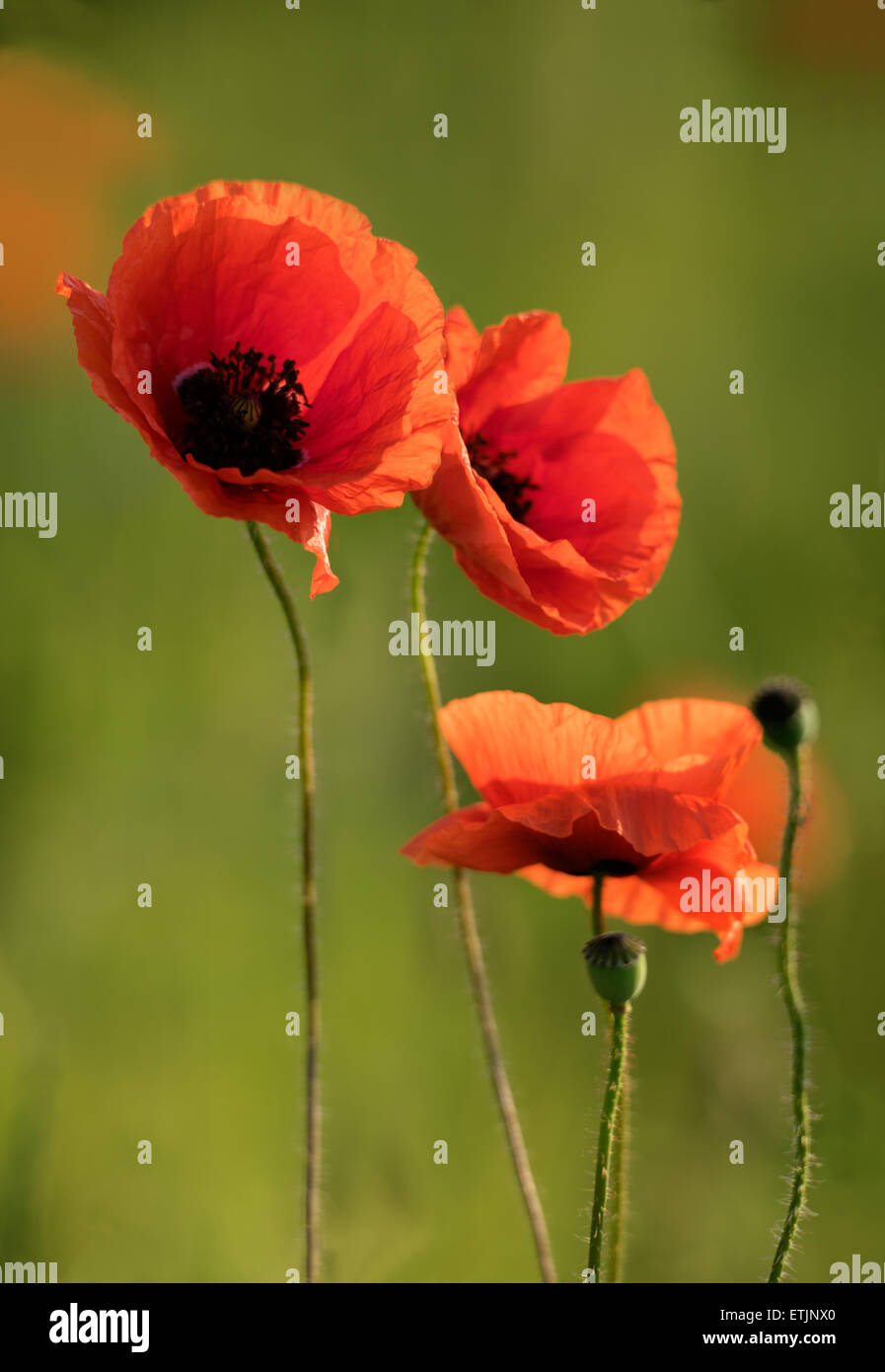 Poppies on wheat field background hi-res stock photography and images ...