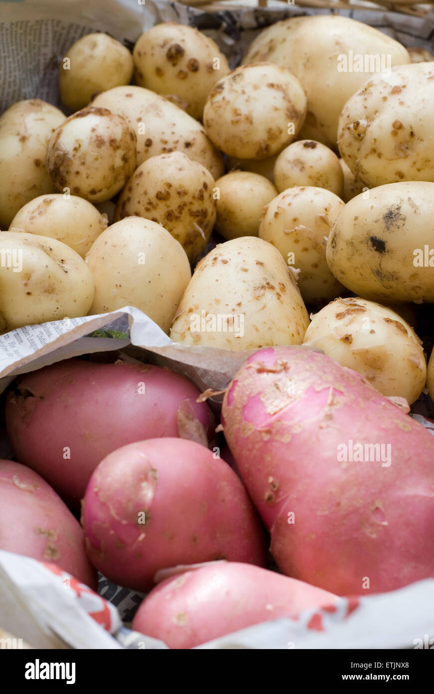 Fresh home grown red and white potatoes, washed and presented in a wicker basket. Garden harvest, UK Stock Photo