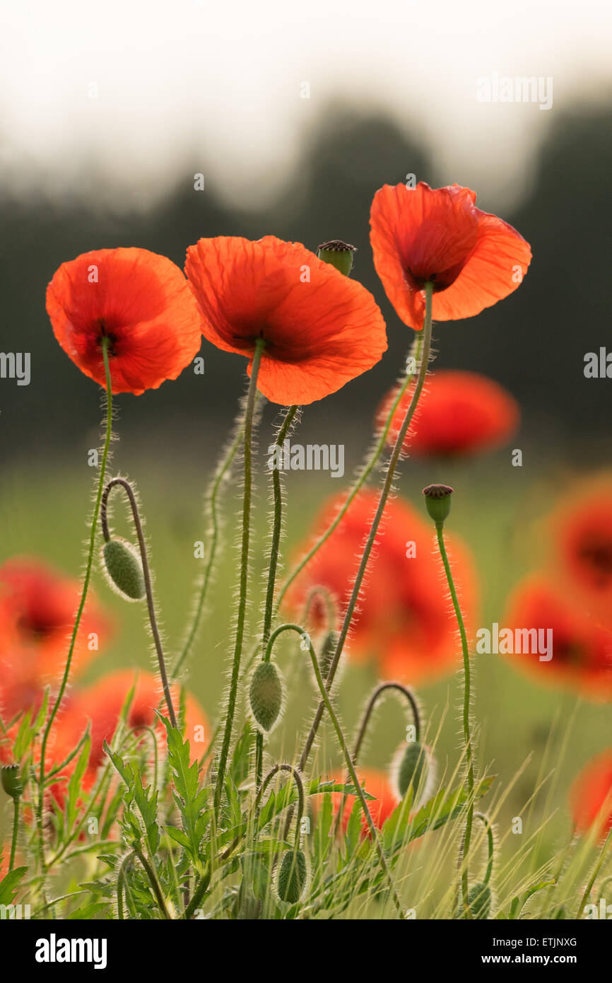 Poppies on wheat field background hi-res stock photography and images ...