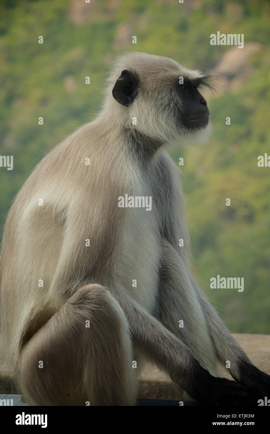 Hanuman aka Grey Plains langur monkey. Rajasthan, India Stock Photo - Alamy