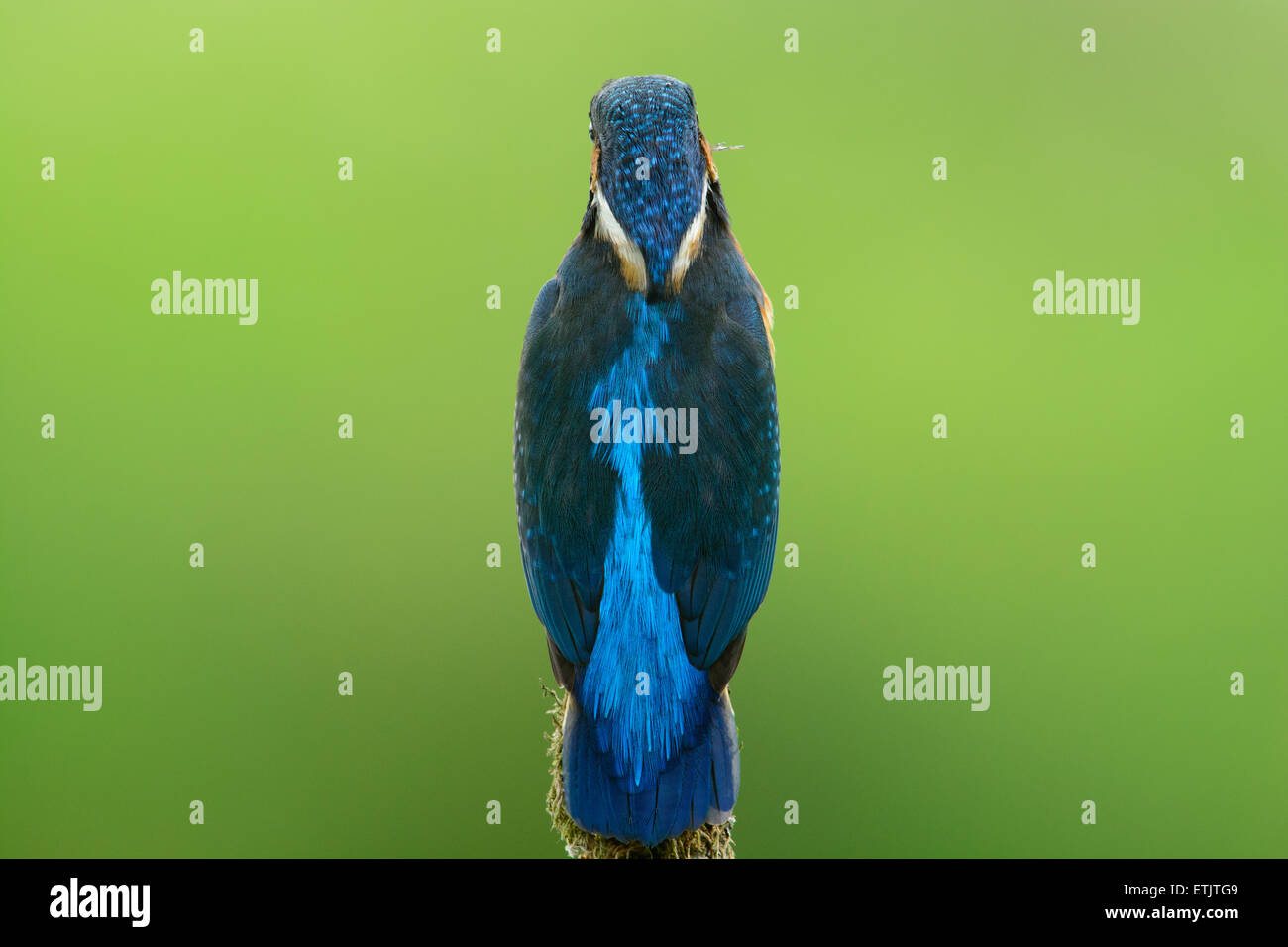The fantastic blue colors of the back of a European kingfisher Stock Photo