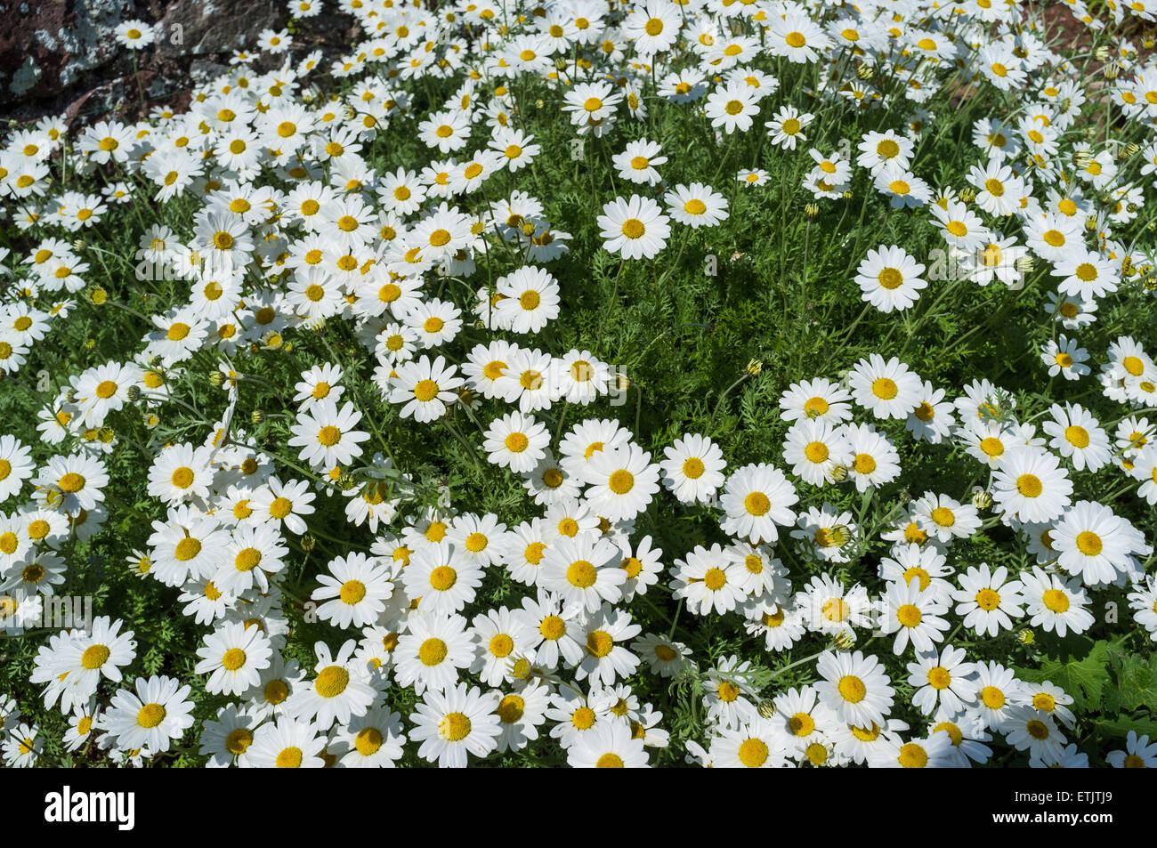 Daisies in a cluster in a meadow in Spring. Anthemis punctata. Stock Photo