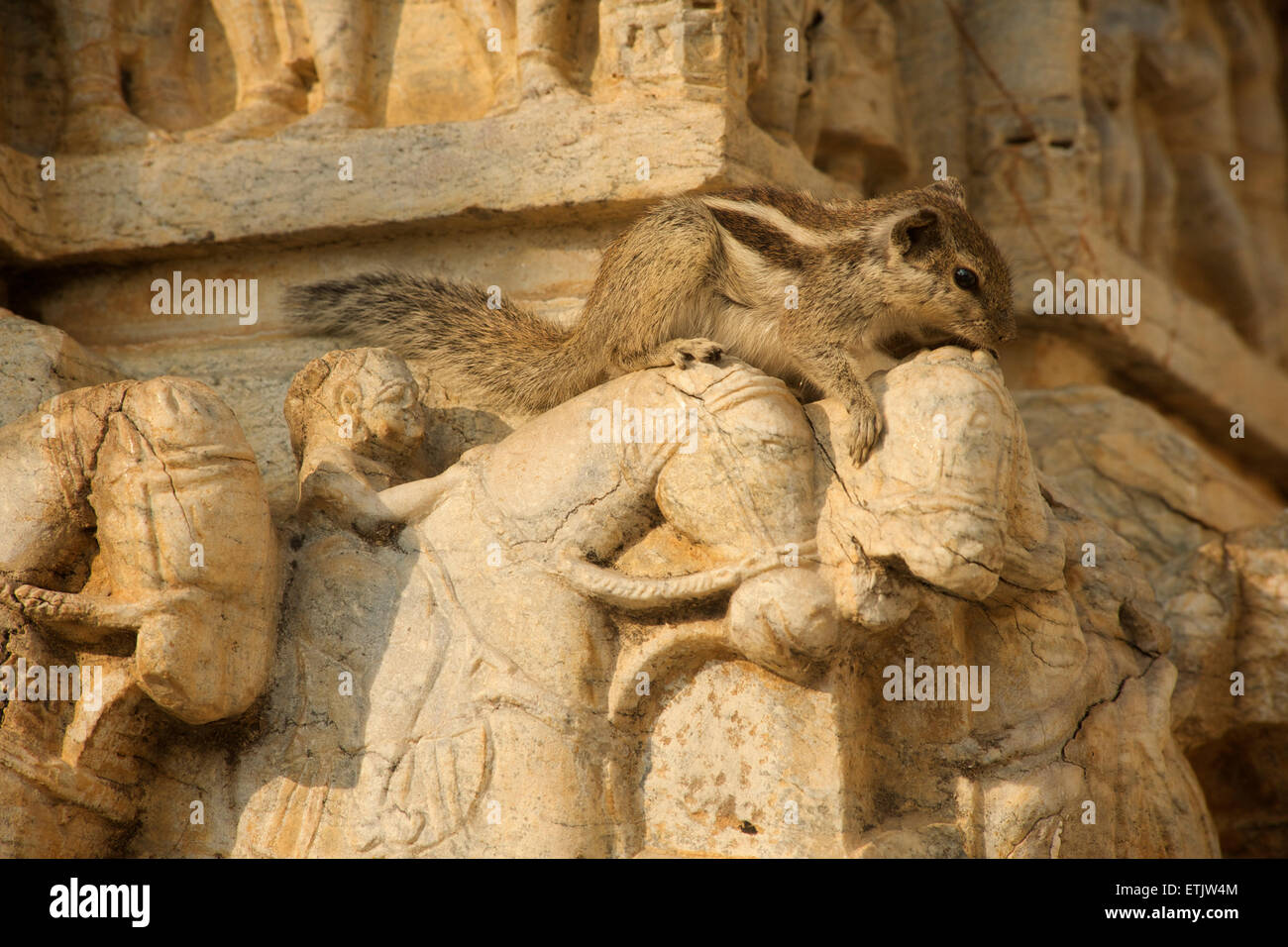 Squirrel crawling across ornate stone carving of horses, Jagdish Temple, Udaipur, Rajasthan, India Stock Photo