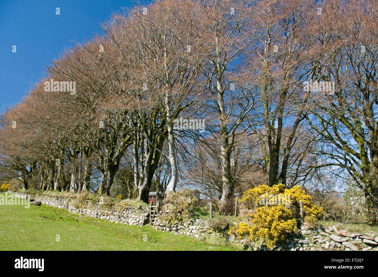 Beech trees just coming into leaf along the line of an old dry-stone wall on the northern edge of Dartmoor near Belstone Stock Photo