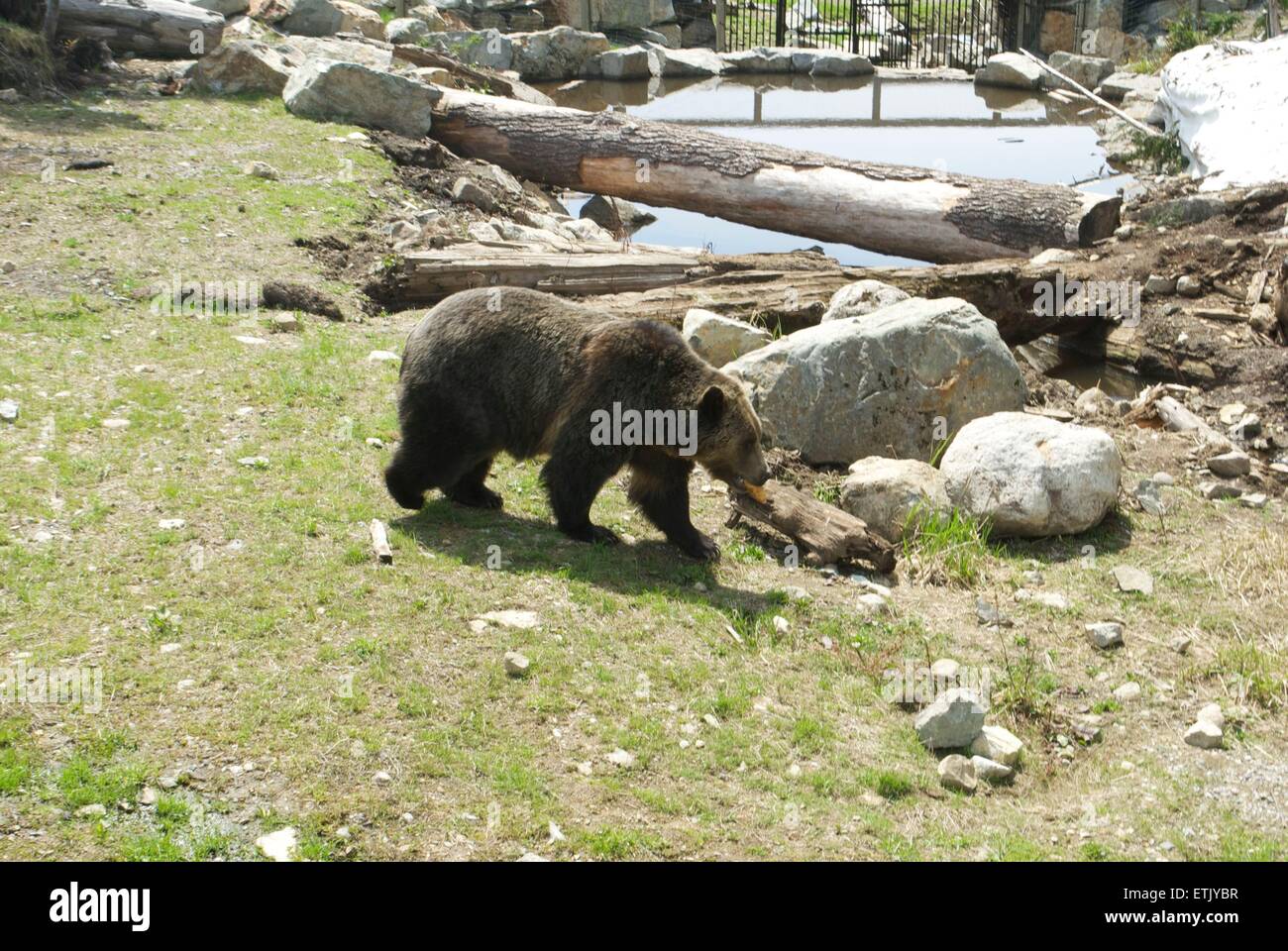 bear on top of grouse mountain Stock Photo