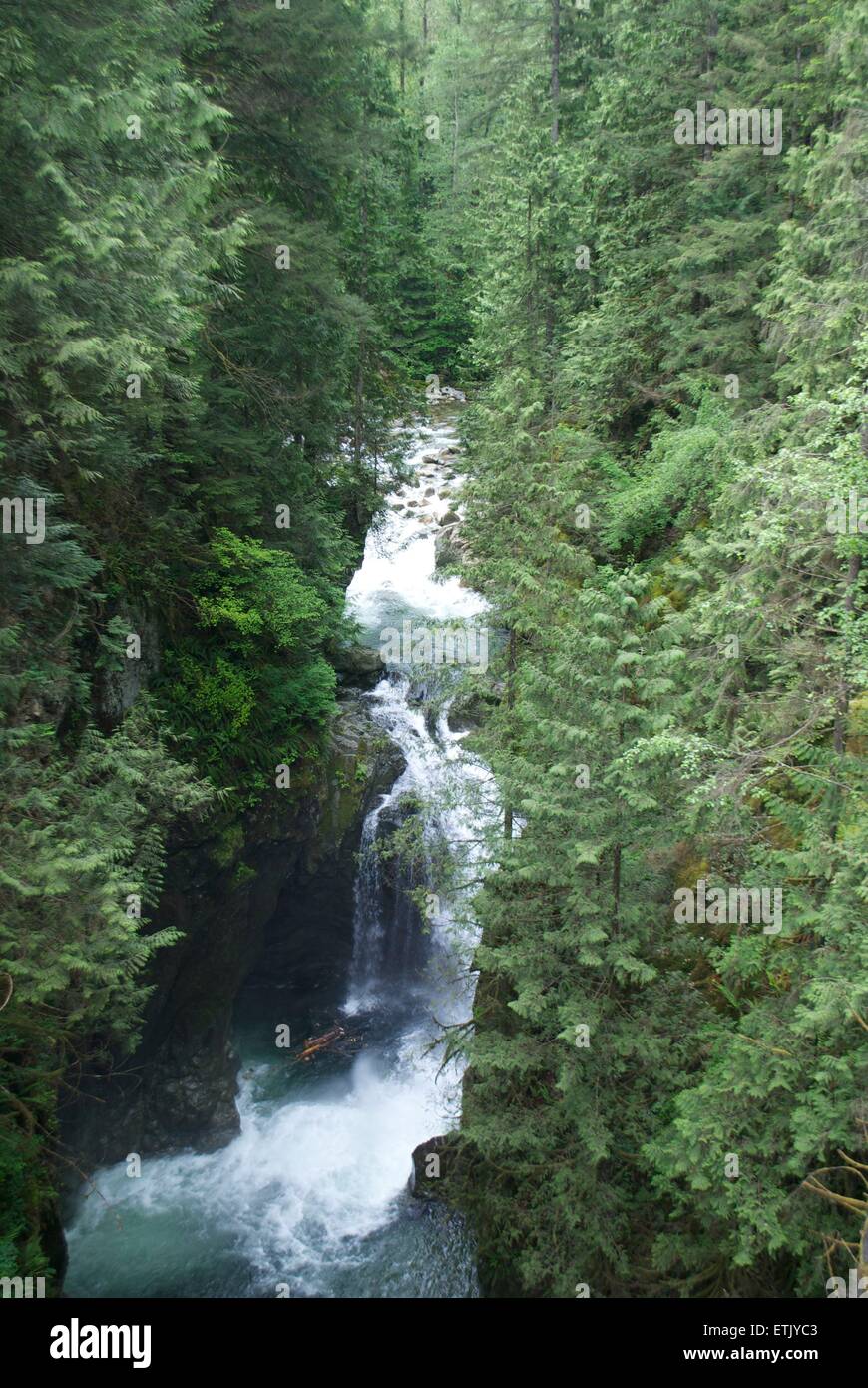 Canyon river painting, North Vancouver painting, Vancouver art, Lynn