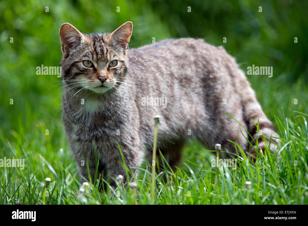 Scottish Wildcat (felis silvestris grampia Stock Photo Alamy