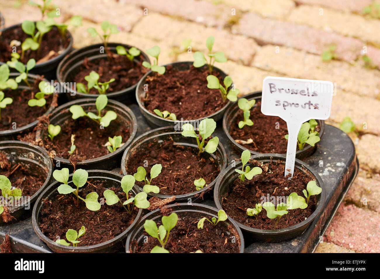 Brussels sprout seedlings in small pots. Stock Photo