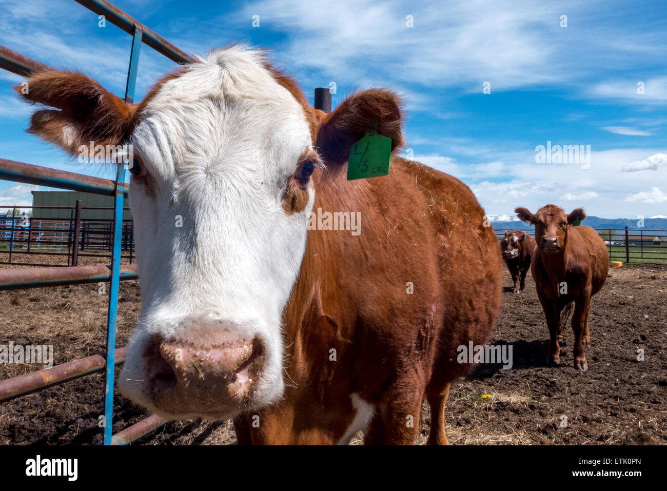 Cattle on a farm in Wyoming USA Stock Photo