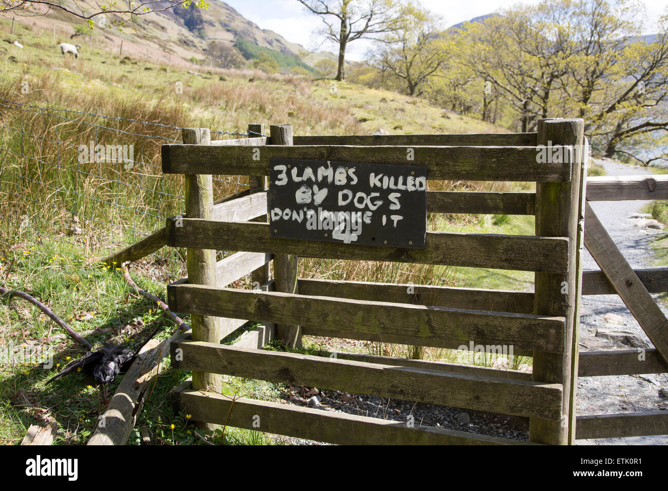Sign warning owners about lambs killed by dogs hires stock photography