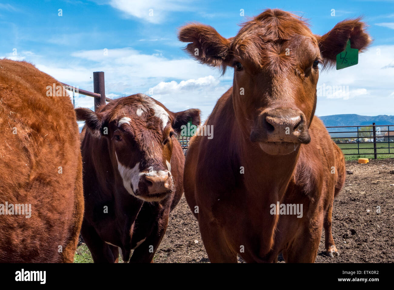 Cattle on a farm in Wyoming USA Stock Photo