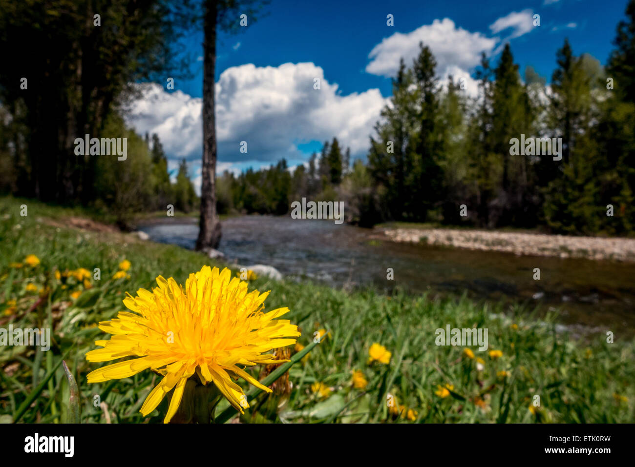 Pine Creek in the middle of Pinedale Wyoming. Stock Photo