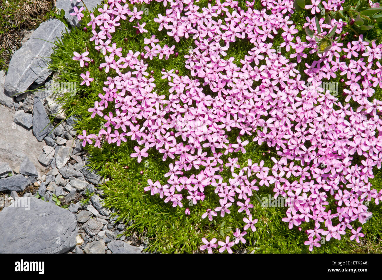 Flora of the Bernese Oberland, Switzerland. Alpine Rock Jasmine Stock Photo