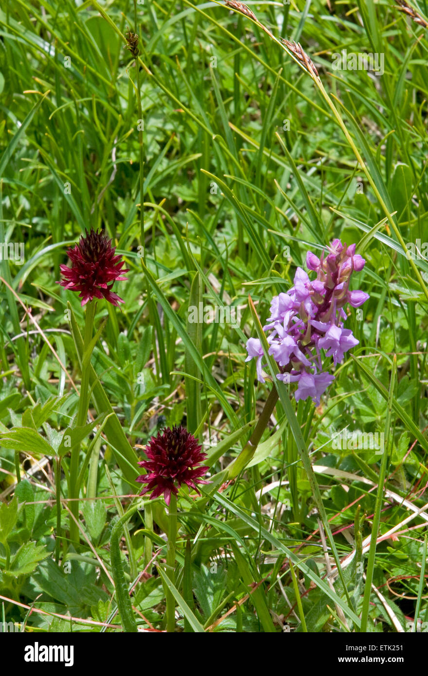Flora of the Bernese Oberland, Switzerland Black vanilla orchid and Fragrant orchid Stock Photo