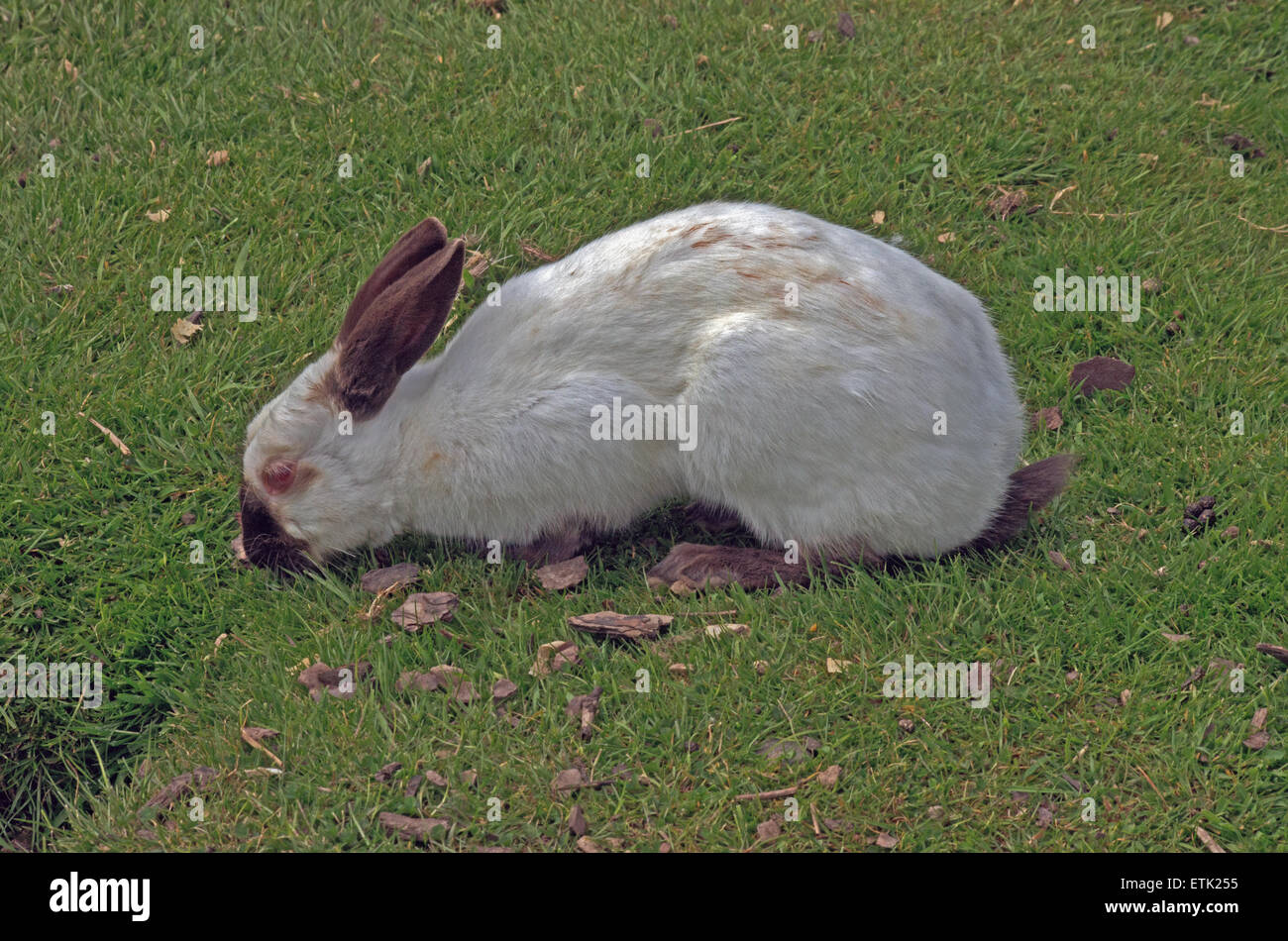 Himalayan Rabit Oryctolagus Cuniculus Europe Stock Photo - Alamy