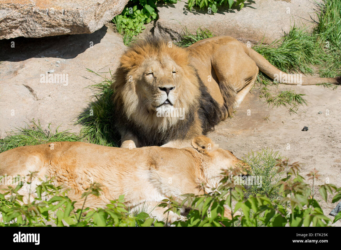 a lion guards the sleep of a lioness Stock Photo