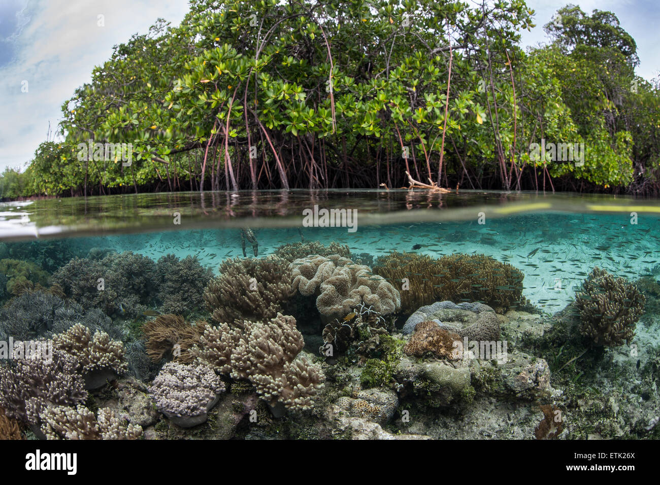 A variety of corals grow along the edge of a beautiful mangrove forest in Raja Ampat, Indonesia. Stock Photo
