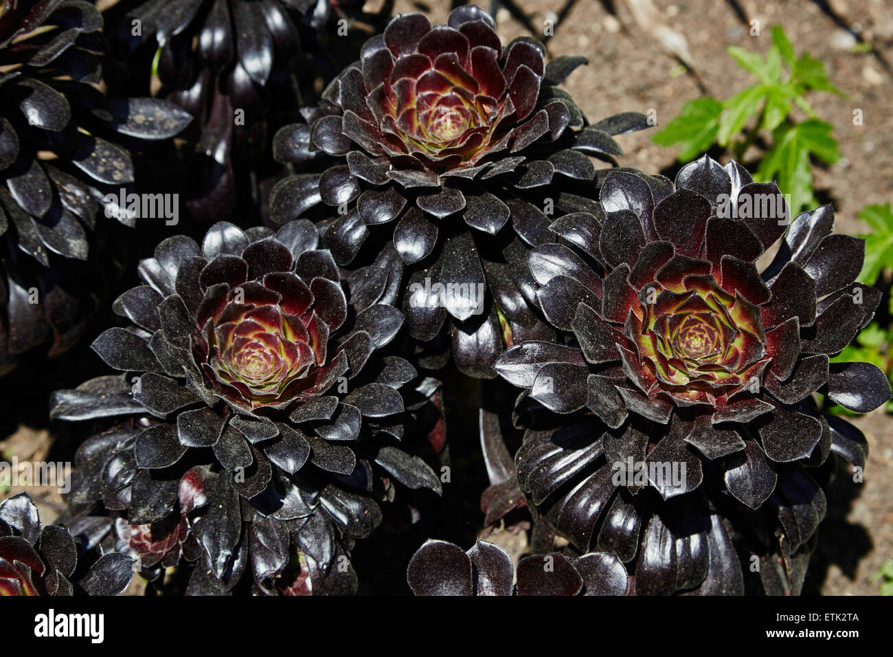 Aeonium arboreum,variety Zwarkop,in a group Stock Photo