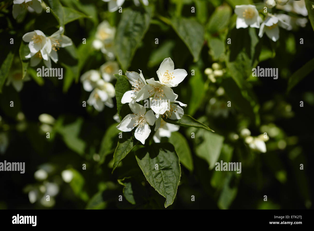 Philadelphus flowers,also known as Mock orange on a large shrub. Stock Photo