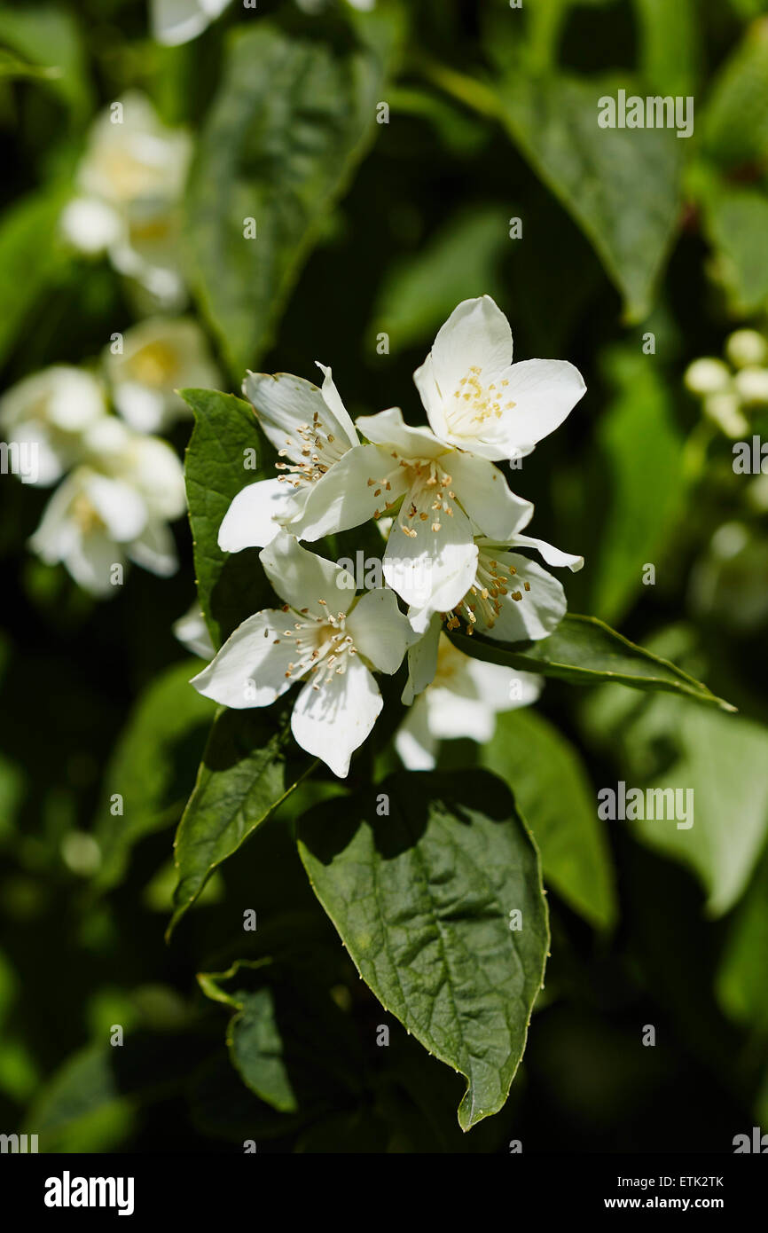 Philadelphus flowers,also known as Mock orange with its leaves behind. Stock Photo