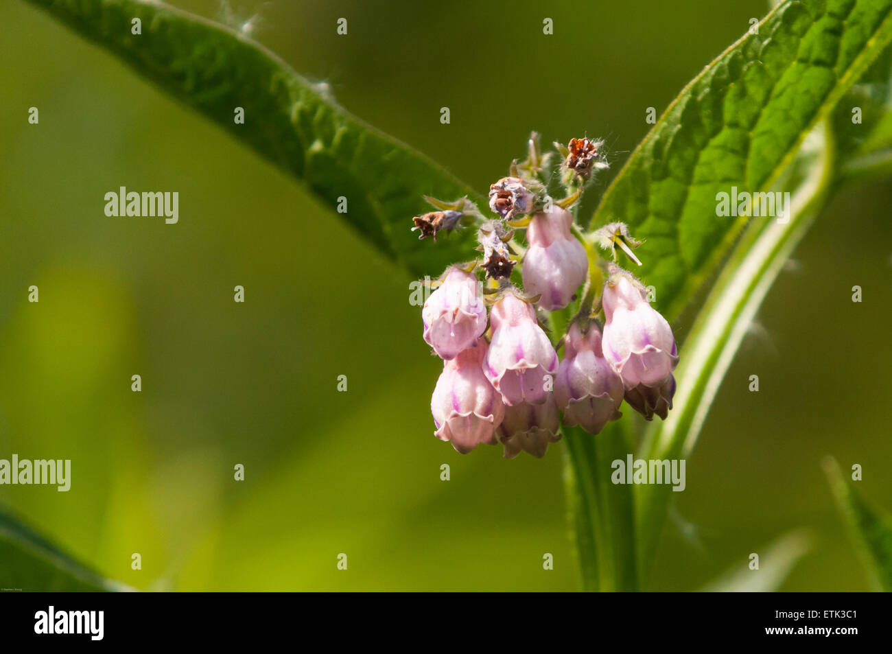 A close up photograph of a Comfrey Flower, Symphytum, probably Russian Comfrey, with a diffused background. Stock Photo