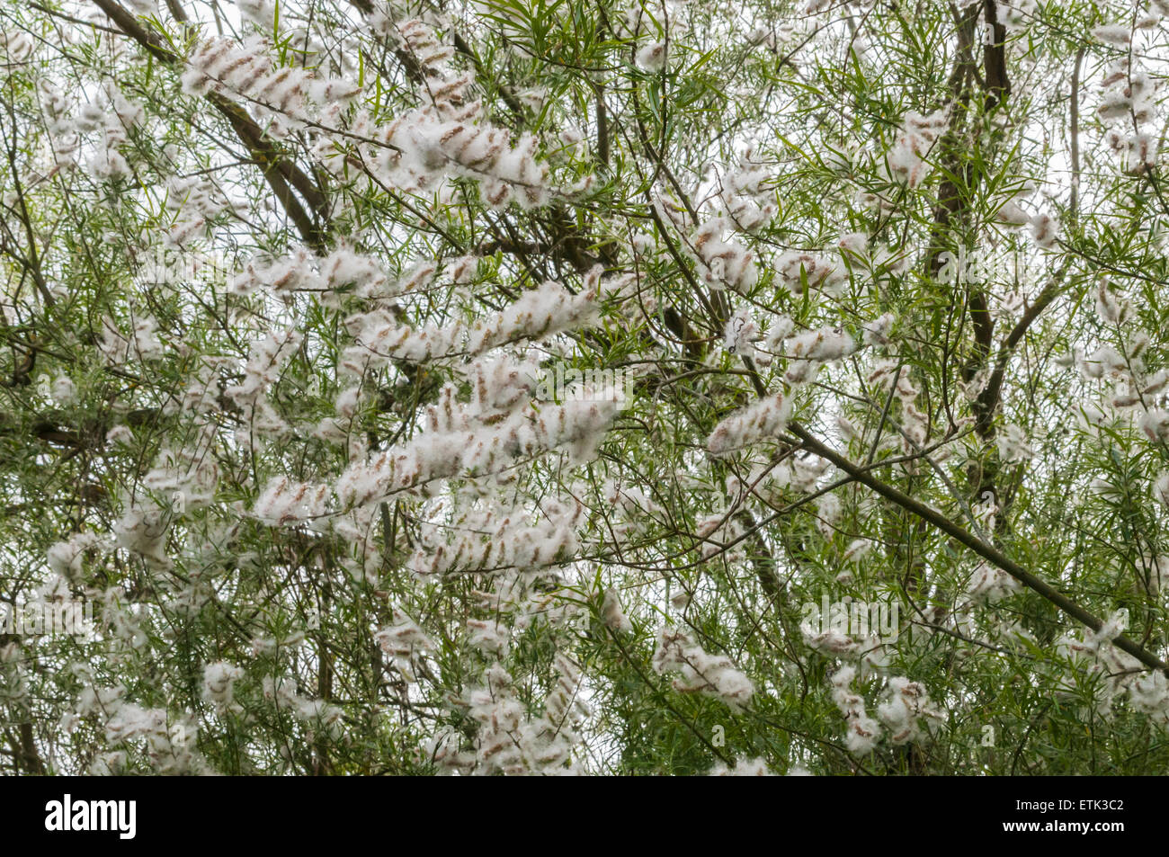 An Osier tree, Salix, with bursting catkins, shedding it's seeds. Stock Photo