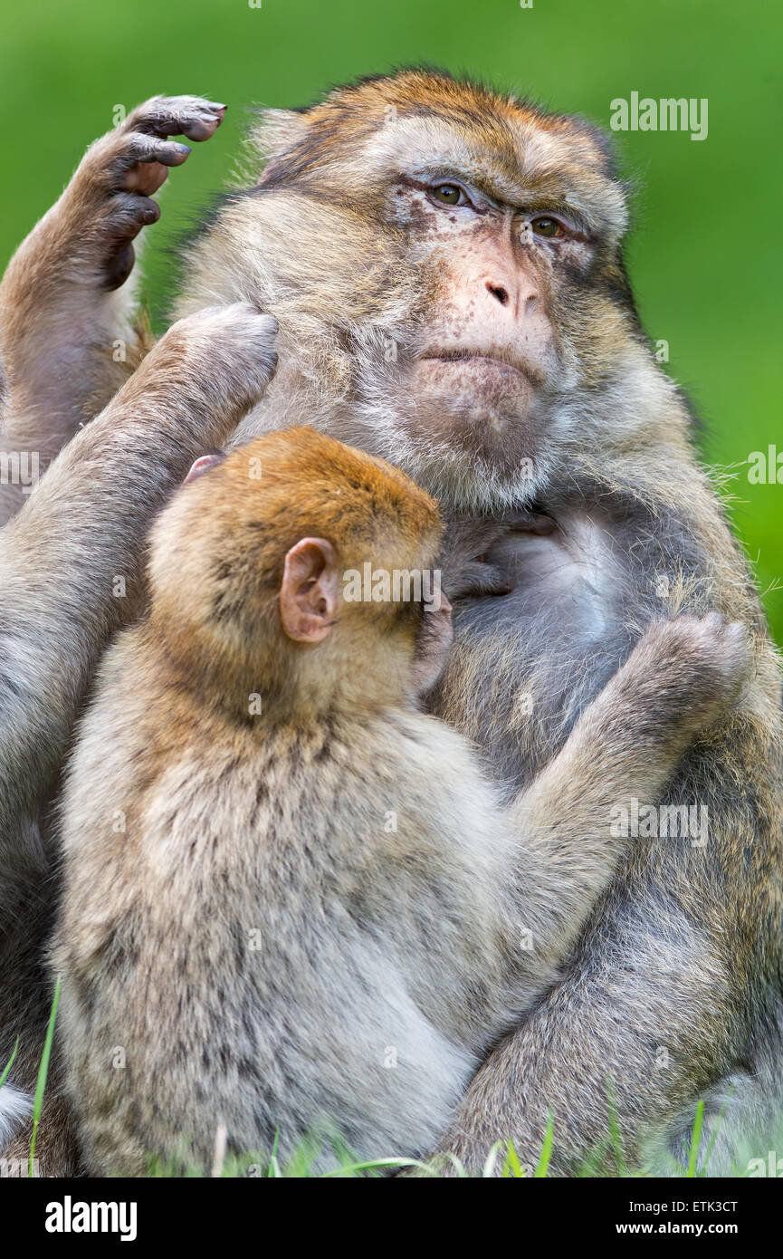 Barbary Macaque (macaca sylvanus) Stock Photo