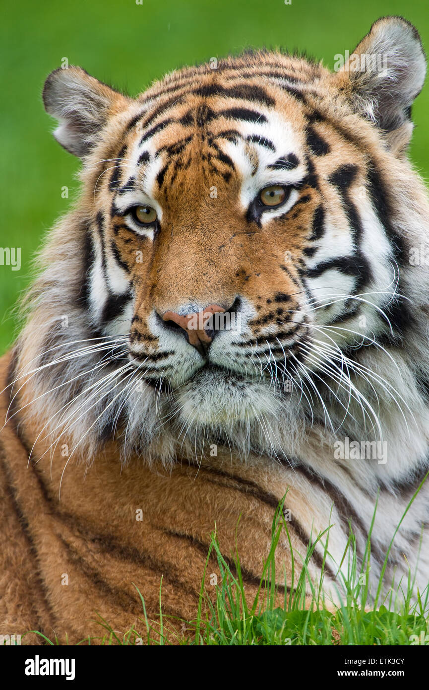 Siberian Tiger (panthera tigris) Stock Photo