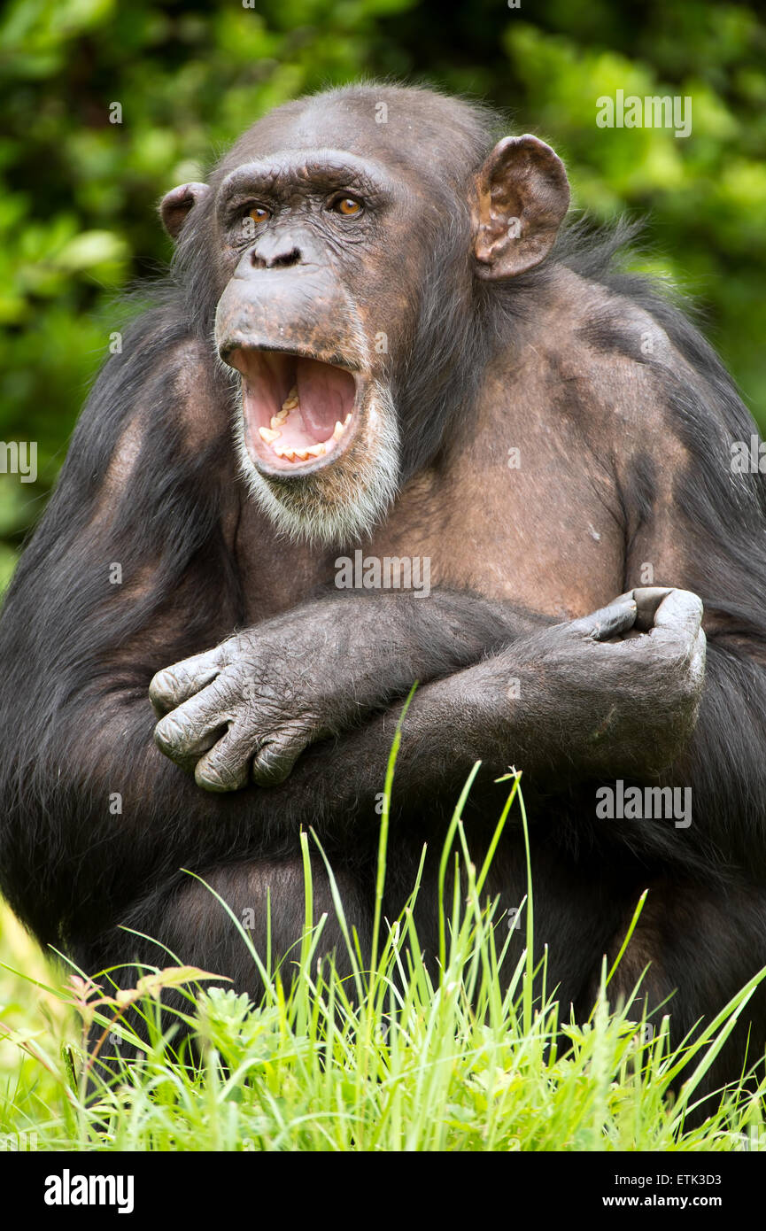Chimpanzee (pan troglodytes) Stock Photo