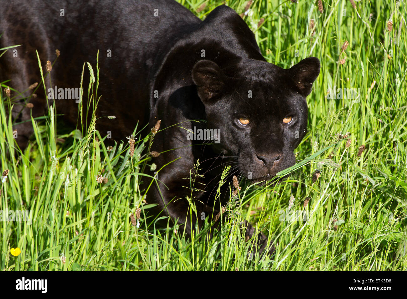 Black Jaguar (panther onca) Stock Photo