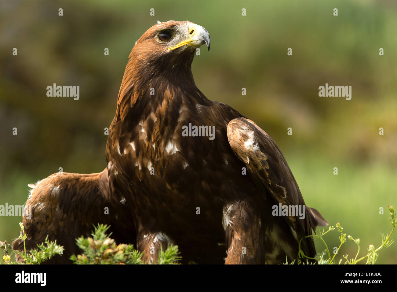 Golden Eagle (aquila chrysaetos Stock Photo - Alamy