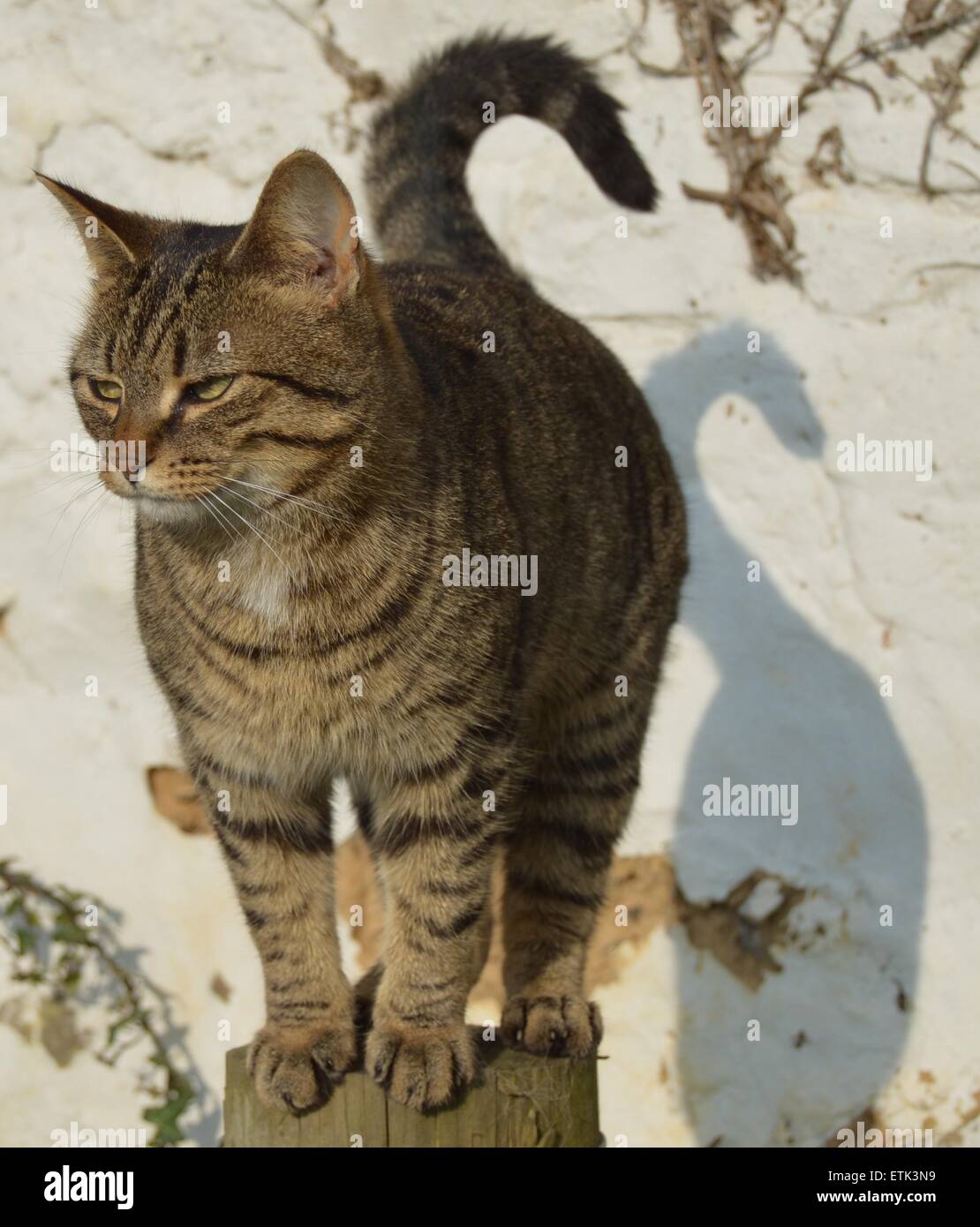 Mackerel tabby cat hires stock photography and images Alamy