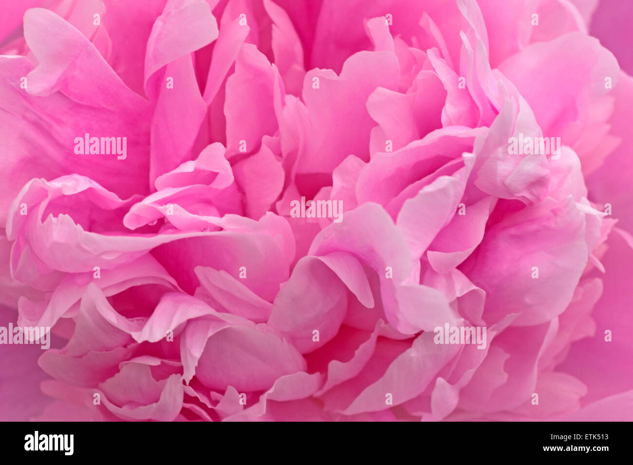 close up of petals of pink peony Stock Photo Alamy