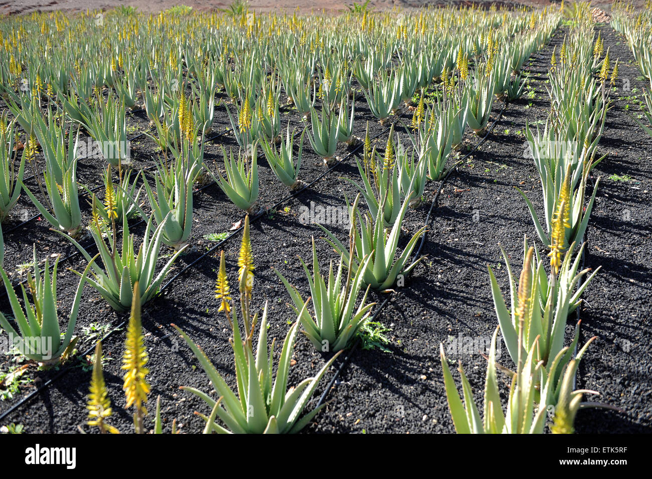 Yellow Aloe Vera plantation with an irrigation system in Fuerteventura