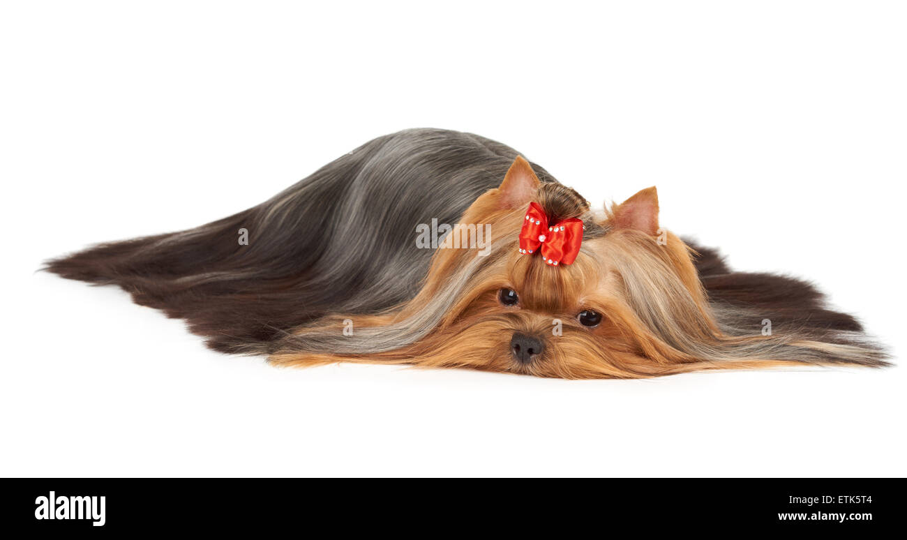 Yorkie Aqua Socks - Long Hair Yorkie Aqua Socks - Long Hair