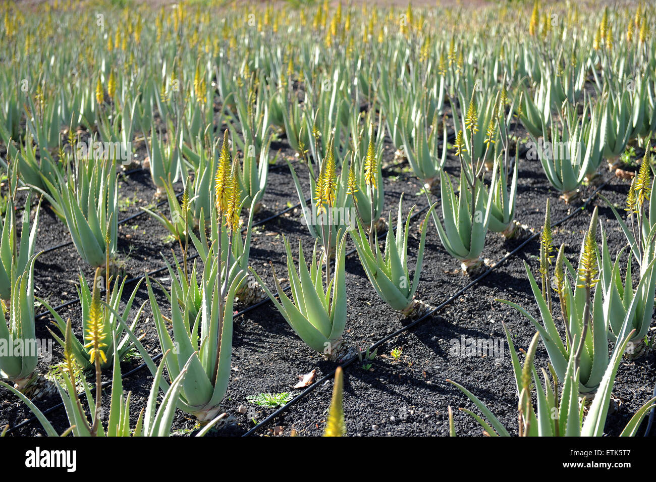 Aloe vera canary islands hi-res stock photography and images - Alamy