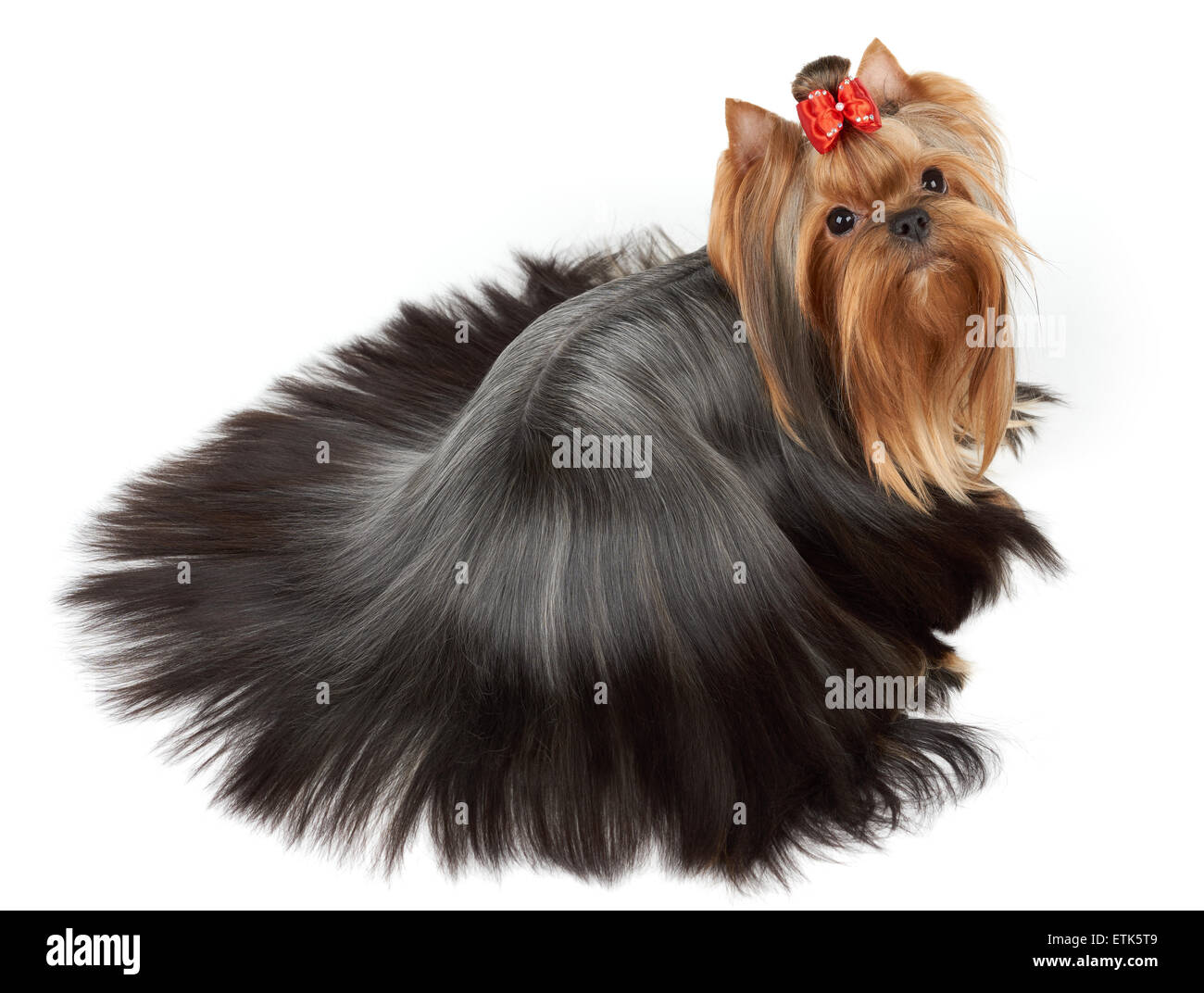 One Yorkshire Terrier with perfectly groomed and combed long hair of round form lies on white isolated background. Upper view. Stock Photo