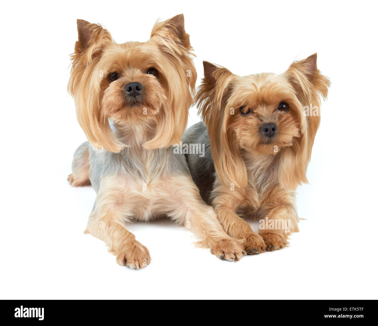 Two Yorkshire Terriers after wash and haircut services Stock Photo