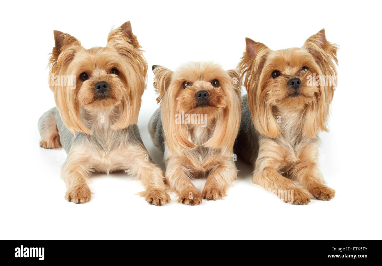 Three perfectly groomed Yorkshire Terriers isolated over white Stock Photo