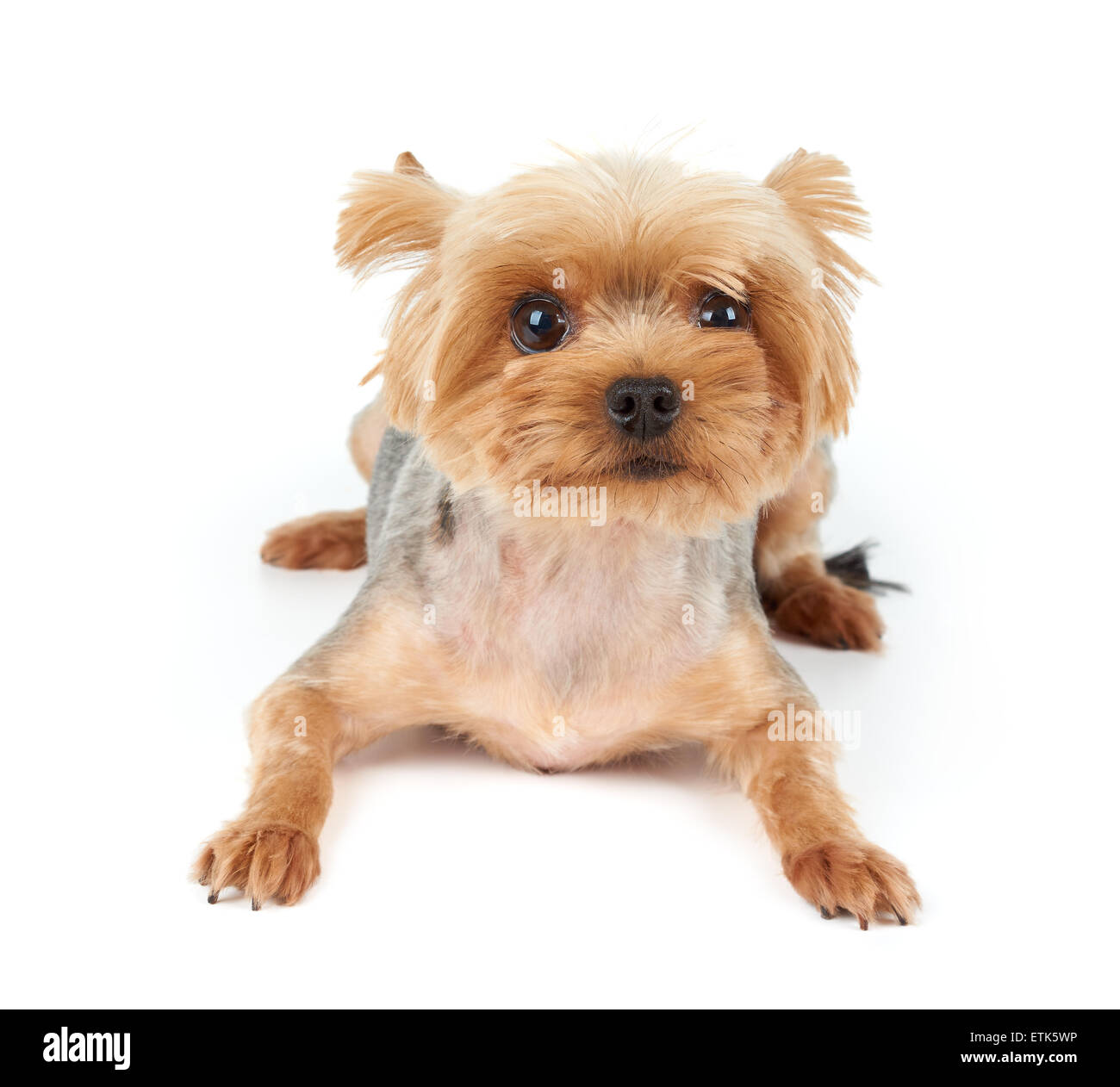 Yorkshire terrier beautiful eyes hair hi-res stock photography and images -  Alamy