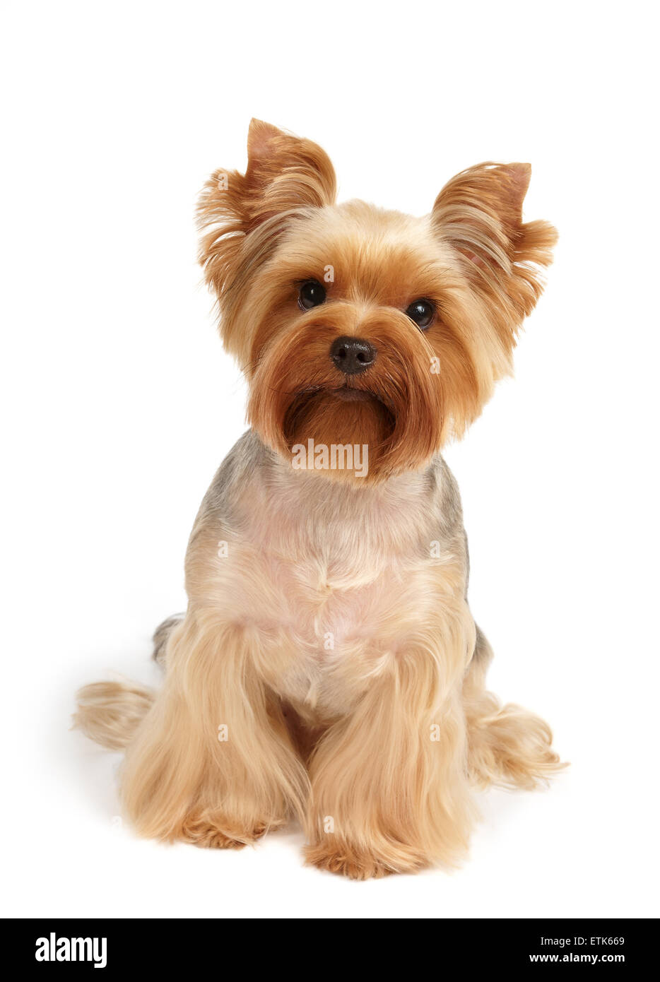 Yorkshire terrier haircut hi-res stock photography and images - Alamy