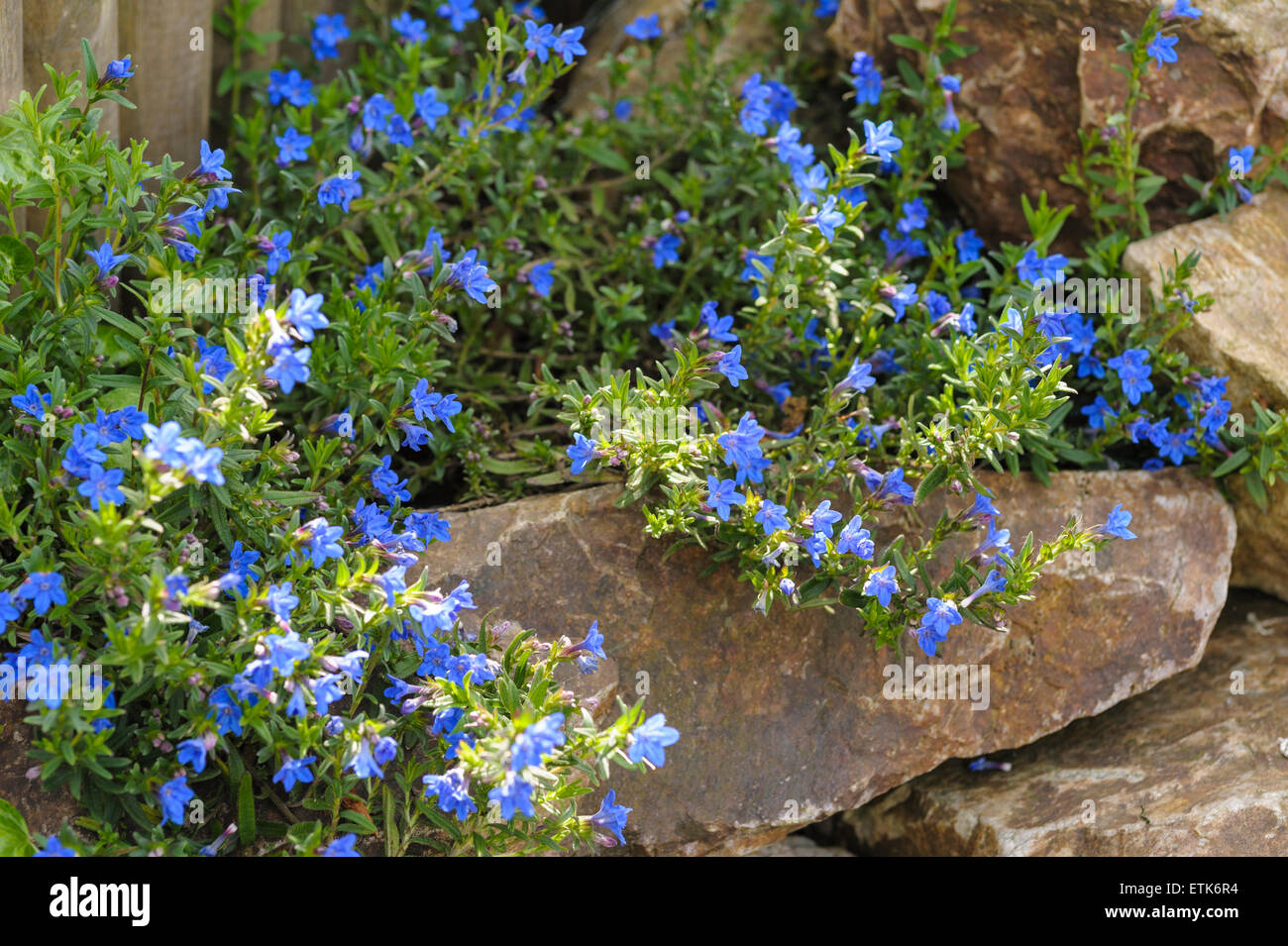 Lithodora diffusa heavenly blue Stock Photo