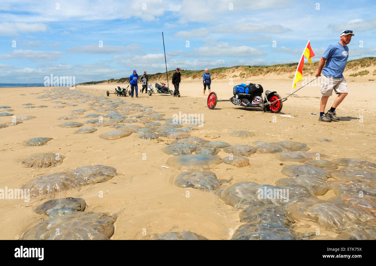 South Wales, UK, Sunday 14th June 2015. Thousands of jellyfish are washed-up on Pembrey Sands (Cefn Sidan), Pembrey Country Park, near Llanelli, Carmarthenshire, Wales, UK. The jellyfish, forming a long and continuous strip along the beach, became stranded along the eight miles of coast due to its vast tidal range.   Pictured is a long line of jellyfish stretching into the distance as visitors walk along the beach. Credit:  Algis Motuza/Alamy Live News Stock Photo