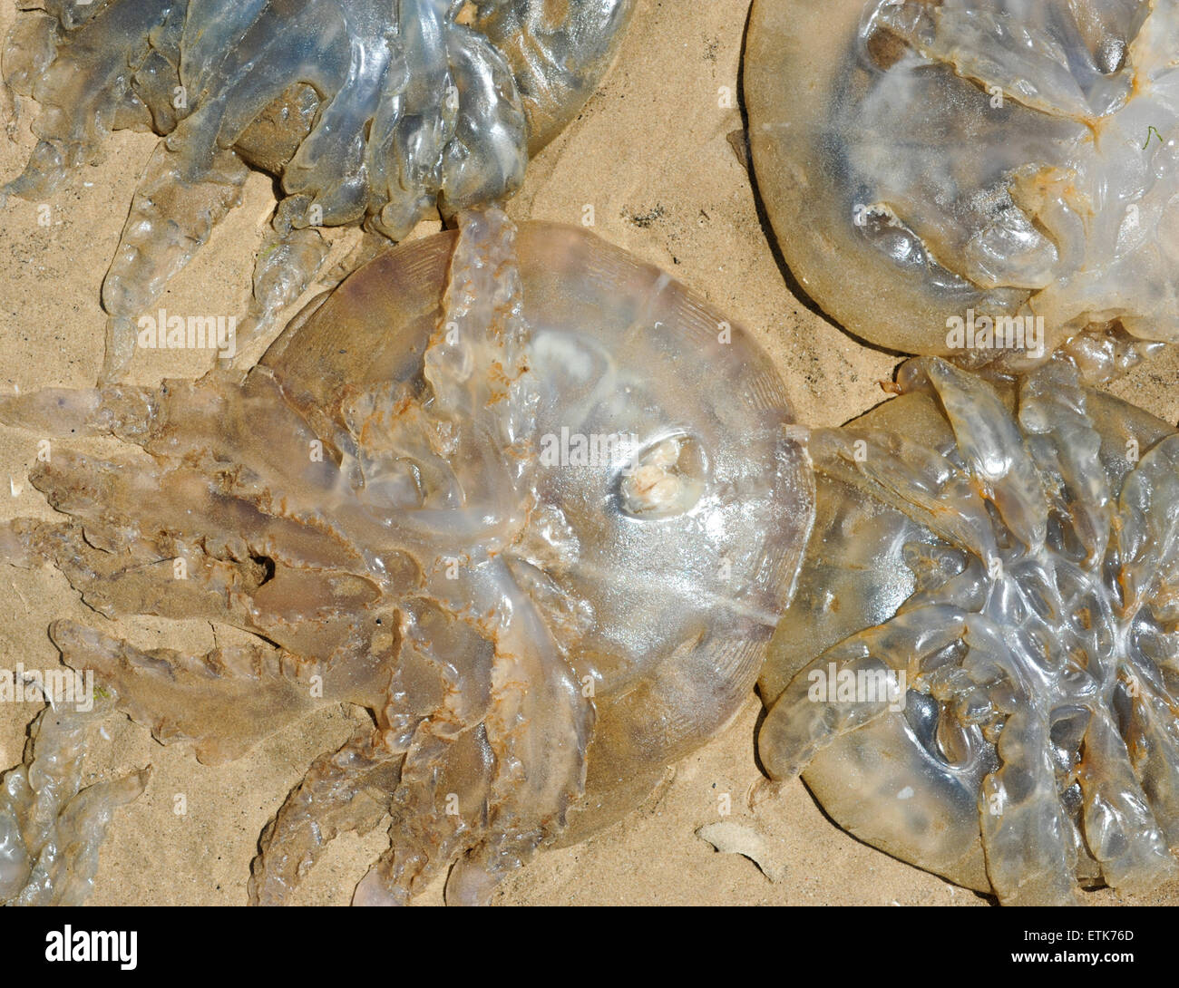 South Wales, UK, Sunday 14th June 2015. Thousands of jellyfish are washed-up on Pembrey Sands (Cefn Sidan), Pembrey Country Park, near Llanelli, Carmarthenshire, Wales, UK. The jellyfish, forming a long and continuous strip along the beach, became stranded along the eight miles of coast due to its vast tidal range.   Pictured is a close-up of a jellyfish along the beach. Credit:  Algis Motuza/Alamy Live News Stock Photo