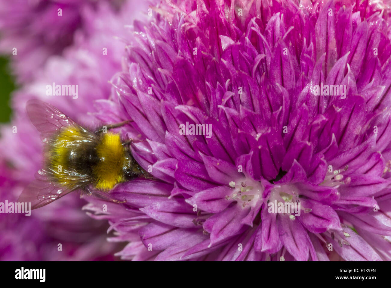 Honey bee on chive flower Stock Photo