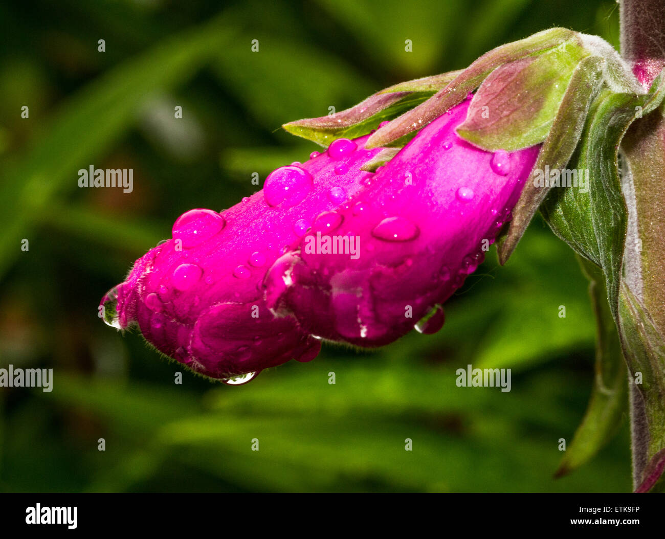 Foxglove buds after rain. Stock Photo